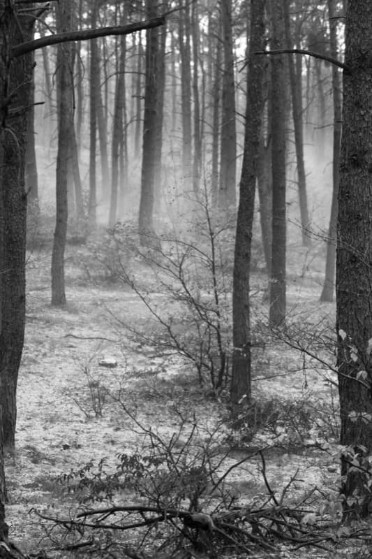 Mist Forest - Image 4