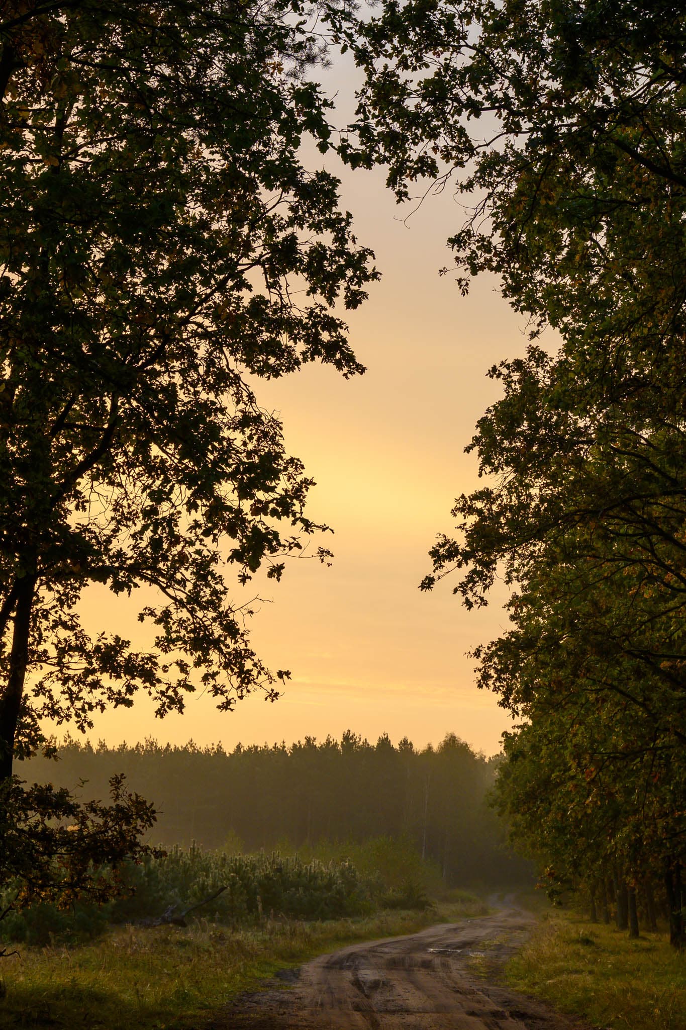 2025-10-08 Forest series cover