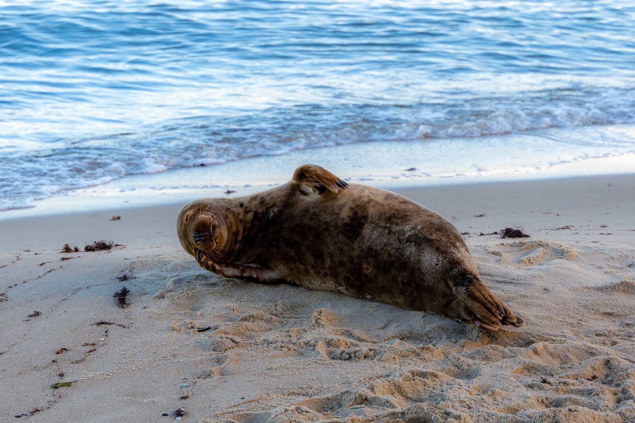 2025-10-19 Sopot series cover